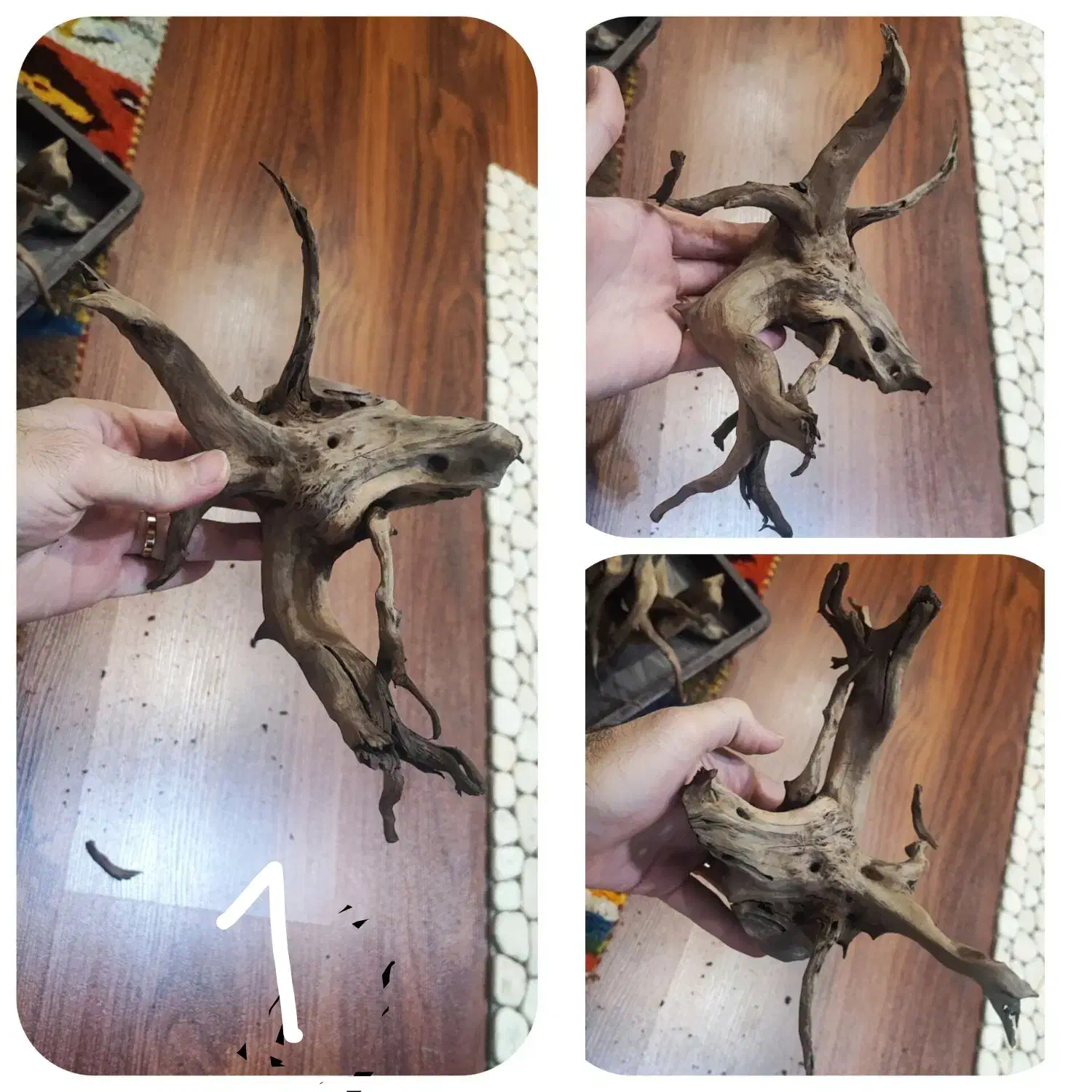 ریشه‌های آبنوس ظریف دو سال خیس خورده آماده|ماهی|قزوین, |دیوار