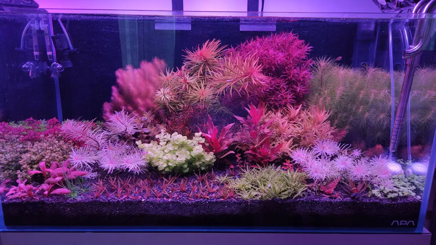 گیاه آکواریوم پلنت قیمت بسیار مناسب و کیفیت بالا|ماهی|تهران, جردن|دیوار