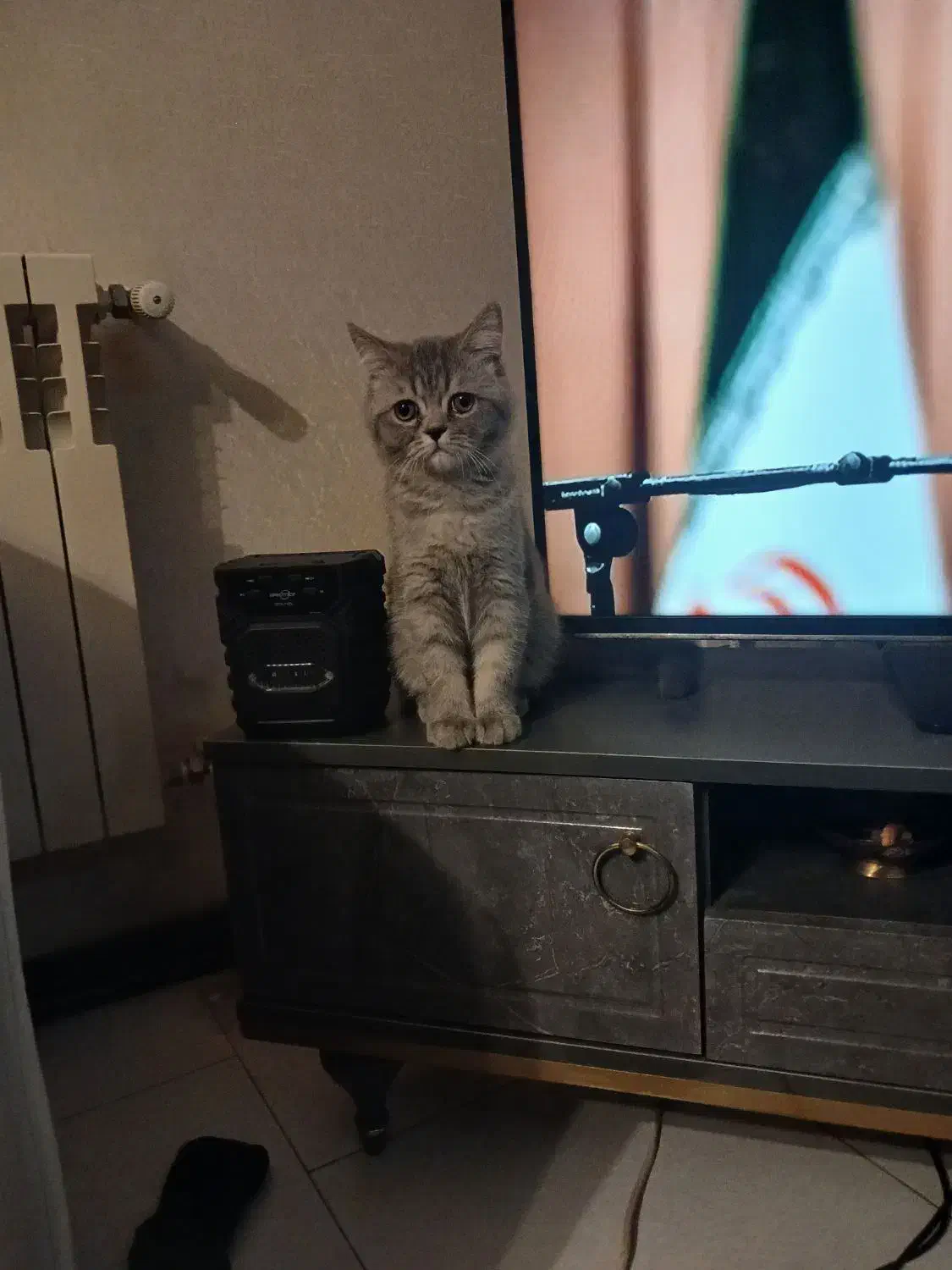 بریتیش ماده سه ماهه|گربه|پردیس, فاز ۳|دیوار