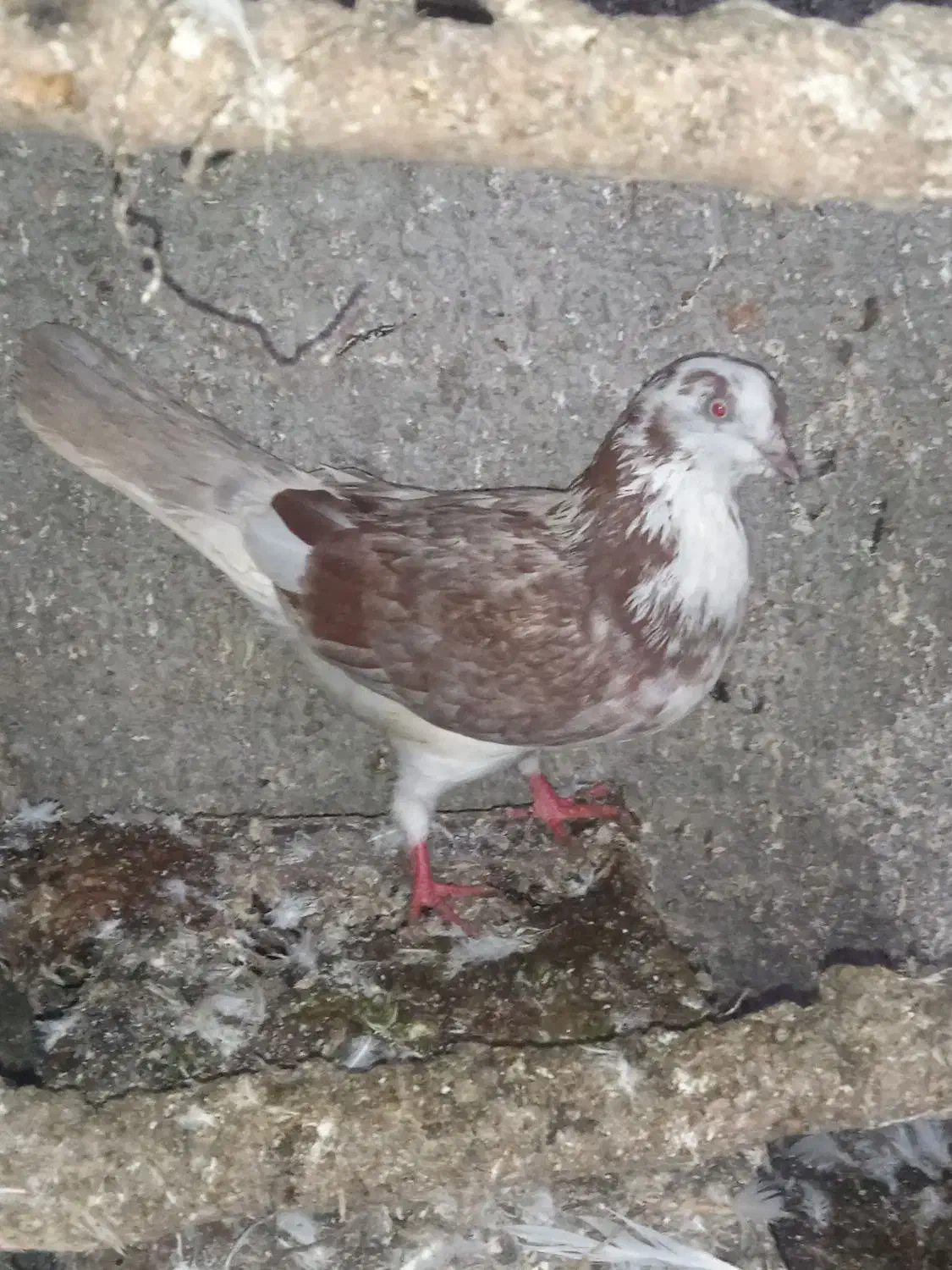 کبوتر|پرنده|رشت, عینک|دیوار