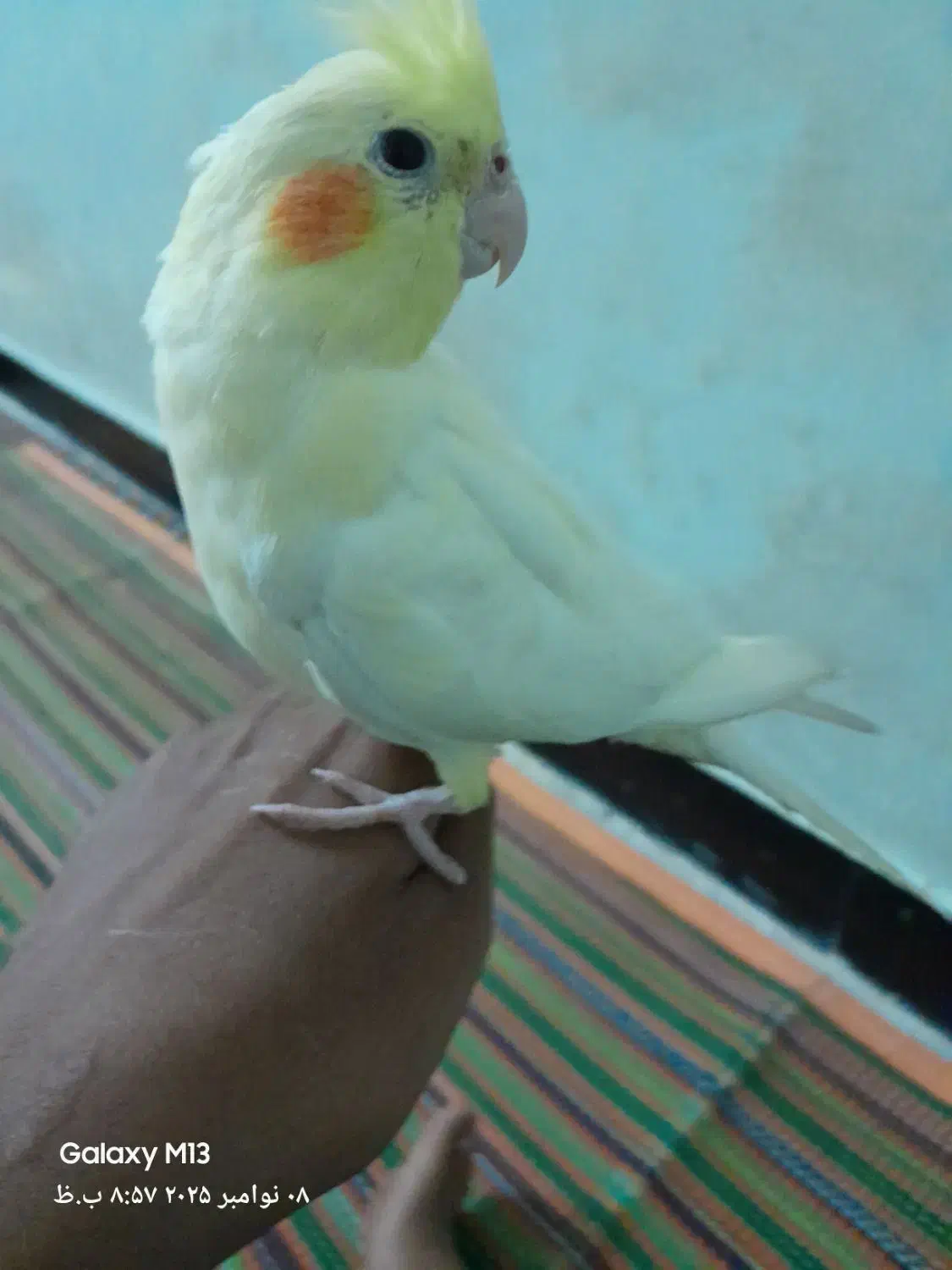 عروس هلندی ماده|پرنده|شادگان, |دیوار