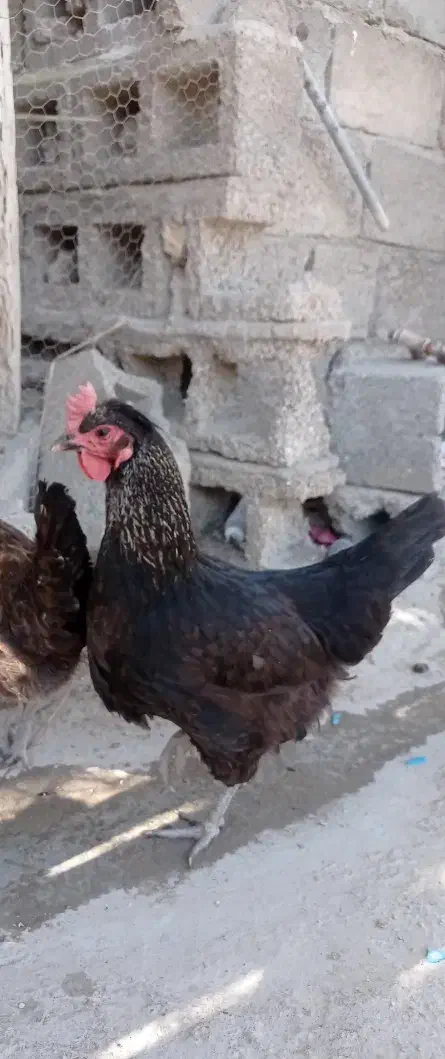 مرغ و خروس در بندر خمیر|حیوانات مزرعه|خمیر, |دیوار
