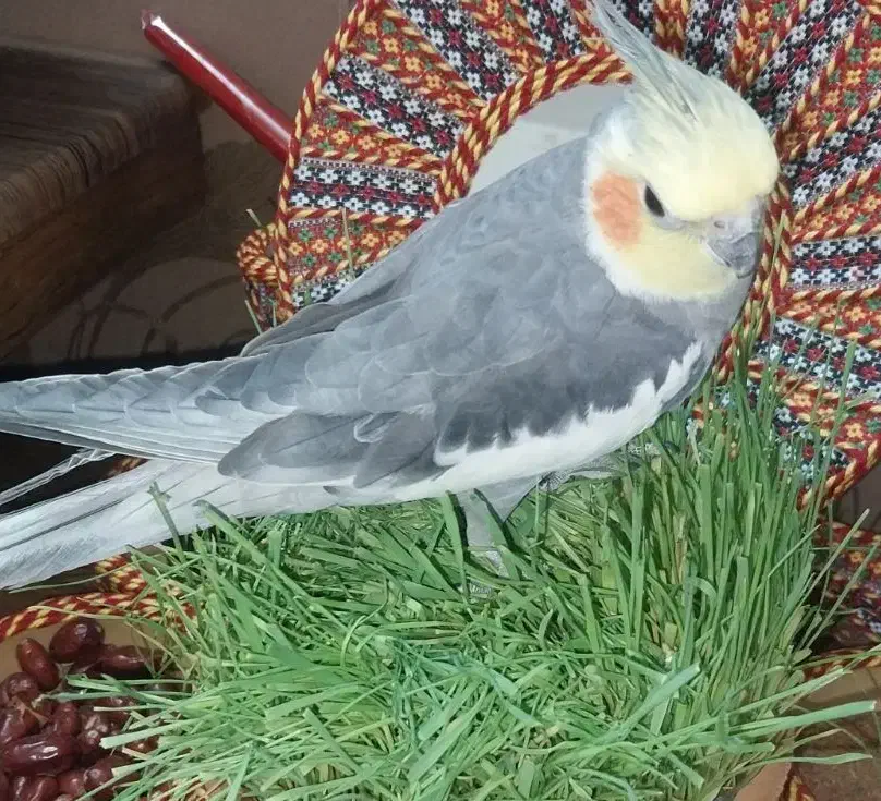 عروس هلندی سخنگو|حیوانات|صدرا-فارس, فاز ۱|دیوار