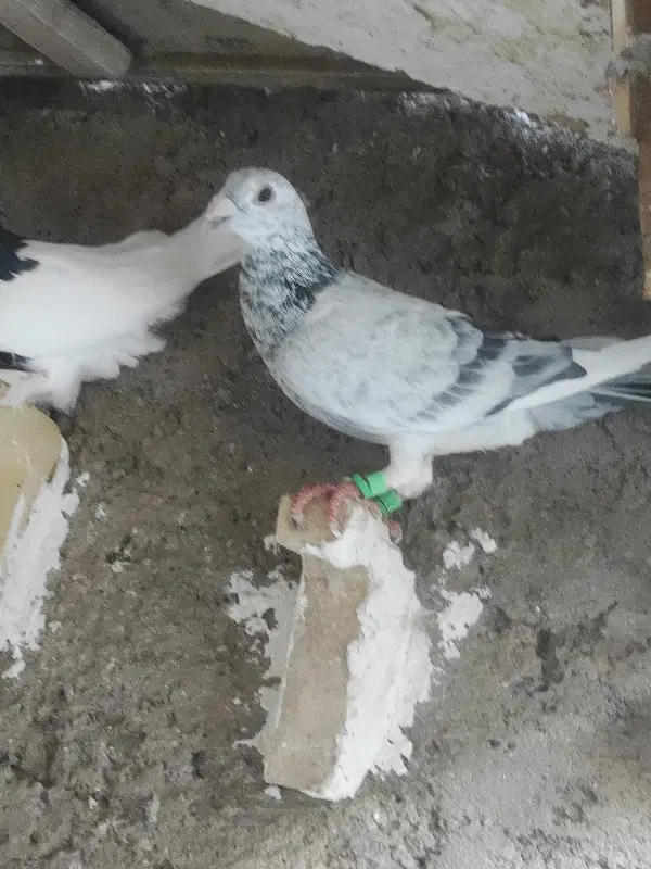 جوگی|پرنده|زاهدان, |دیوار