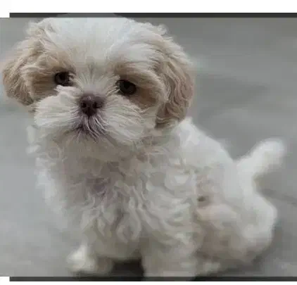 واگذاری یک سگ حرف گوش کن و مهربون|سگ|بندر امام خمینی, |دیوار