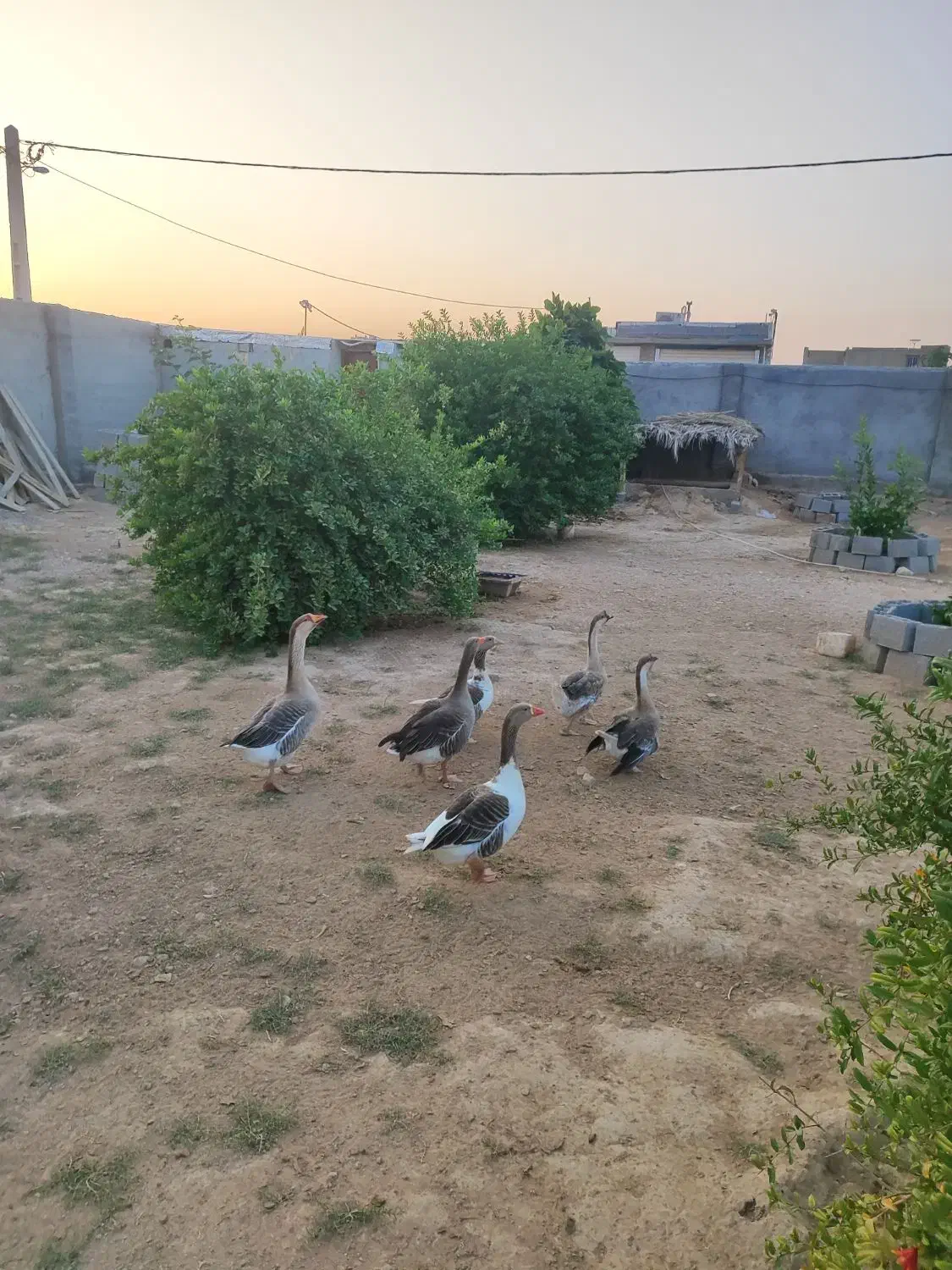 قاز|حیوانات مزرعه|بندر گناوه, |دیوار