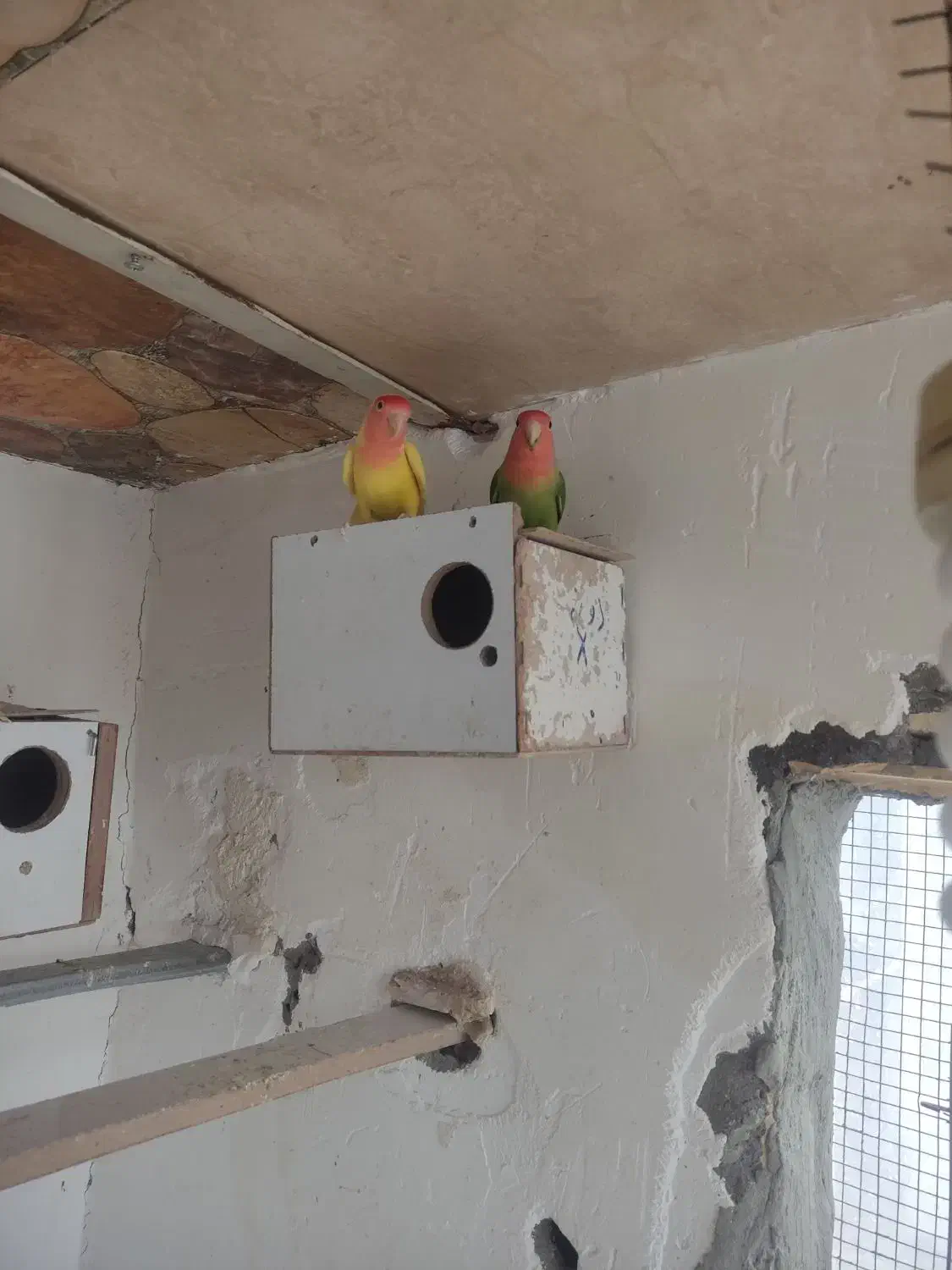 طوطی کتوله|پرنده|سیرجان, |دیوار