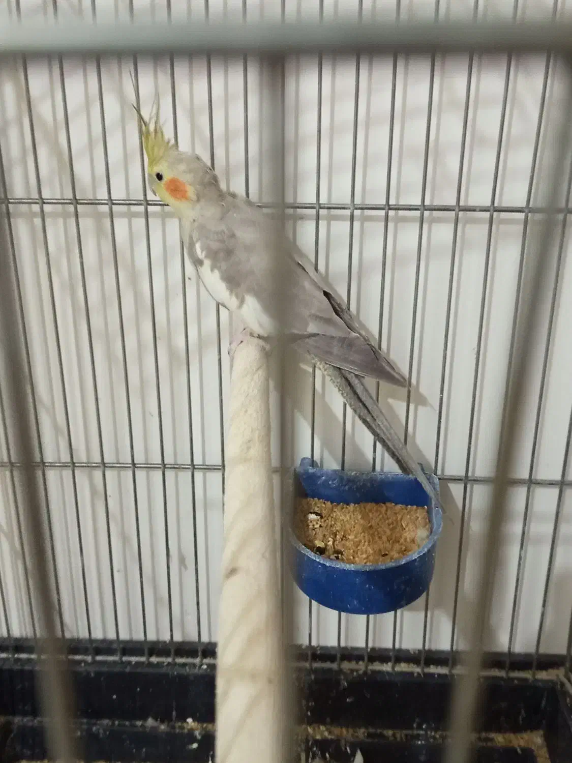 عروس هلندی|پرنده|بم, |دیوار