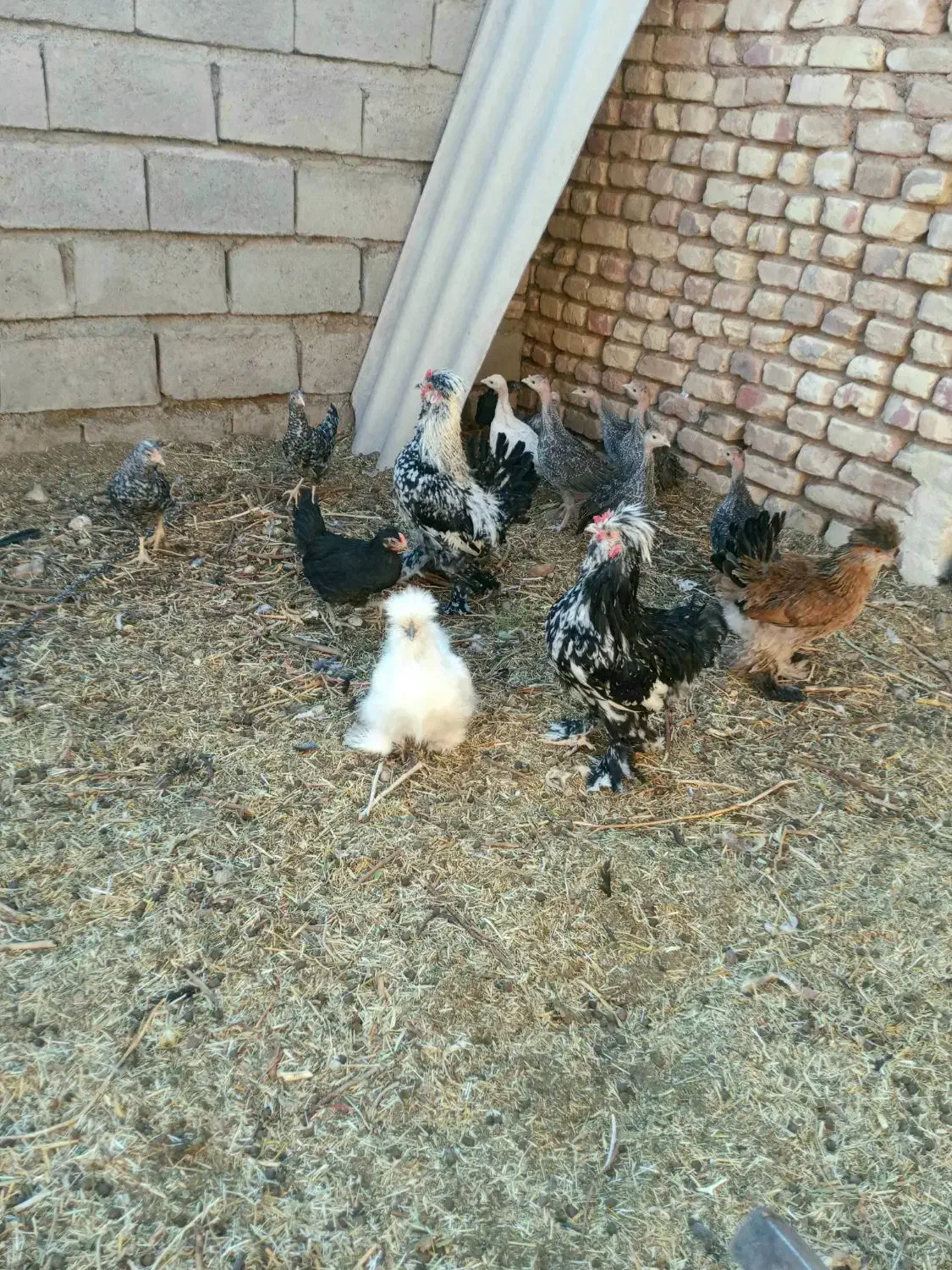 مرغ گلین کرچ با جوجه|حیوانات مزرعه|شهرآباد, |دیوار