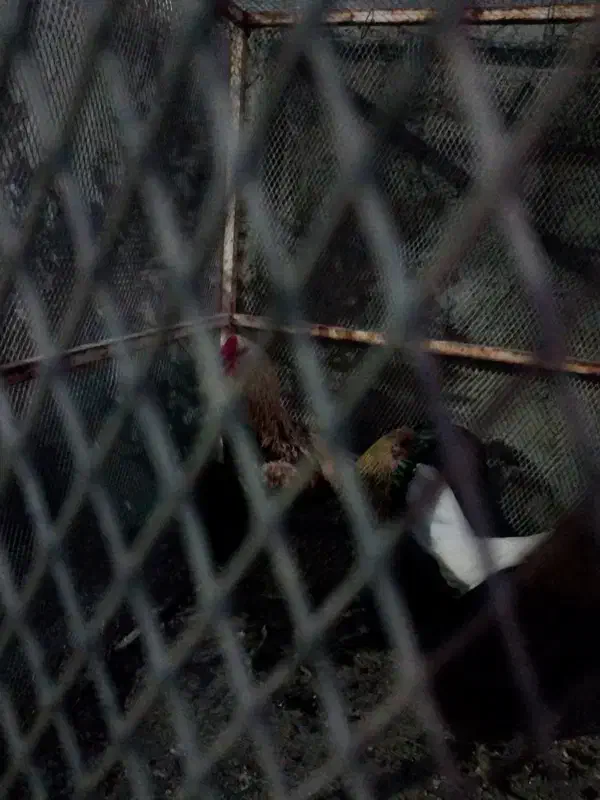 خروس لاری|حیوانات مزرعه|گله دار, |دیوار