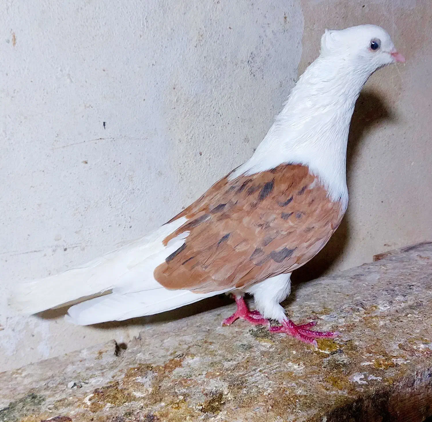 کبوتر  دوکت  دو تا  نر|پرنده|بندر گناوه, |دیوار