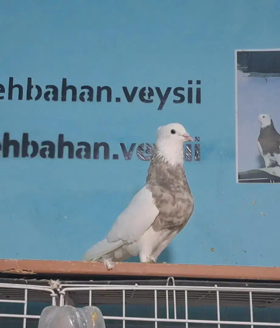 پرنده طوقی فروشی|پرنده|بهبهان, |دیوار