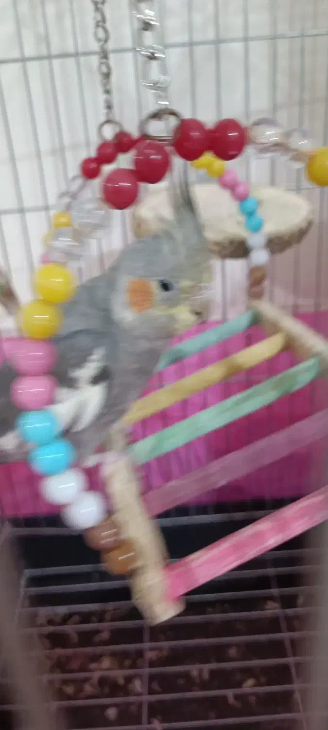 عروس هلندی|پرنده|محمدشهر, زیبادشت|دیوار