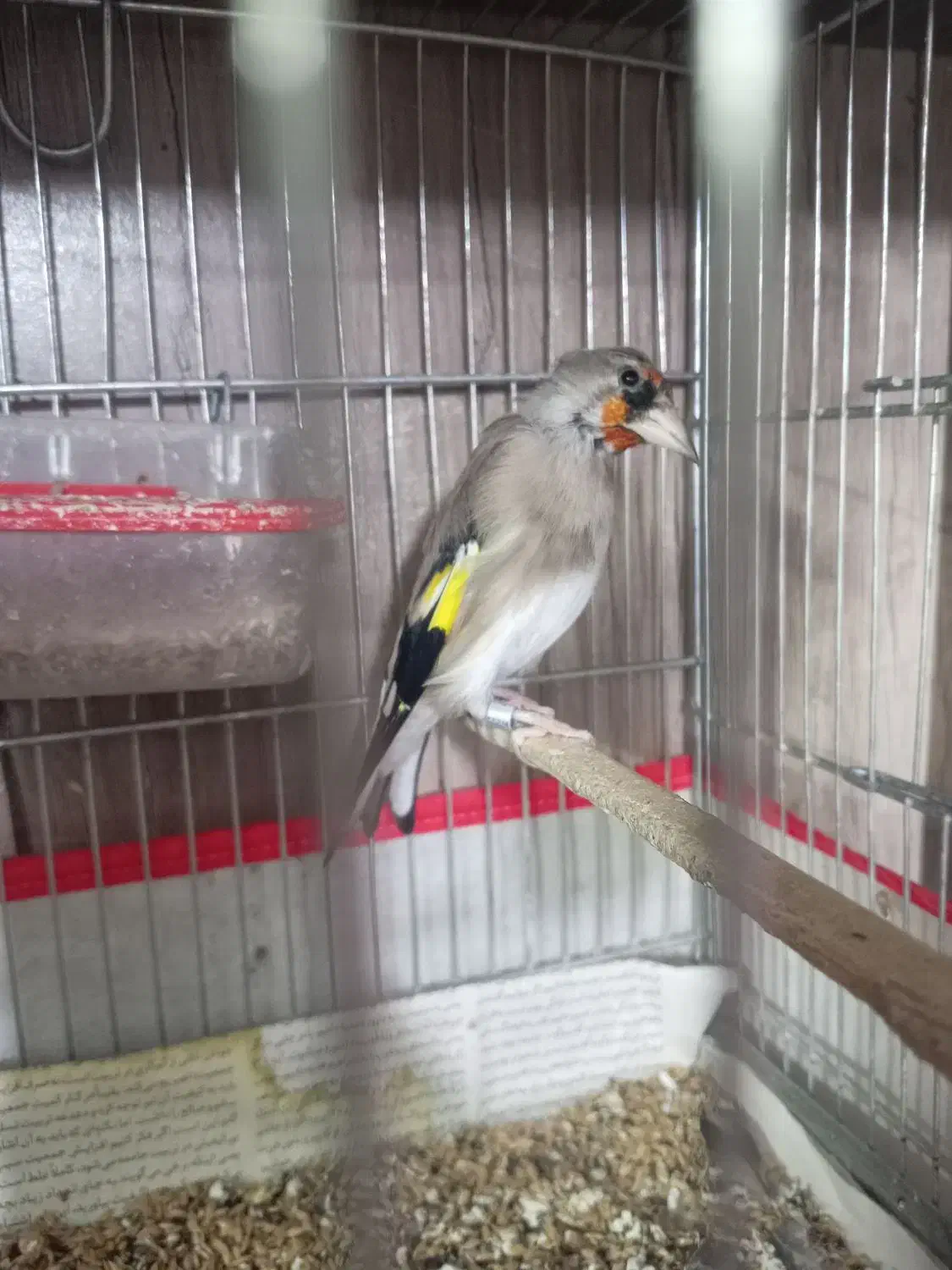 سهره یک سال نر|پرنده|تربت جام, جامی|دیوار