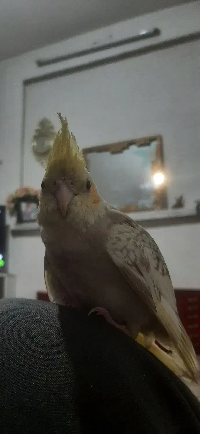 عروسه هلندی گمشد|پرنده|گرمسار, |دیوار