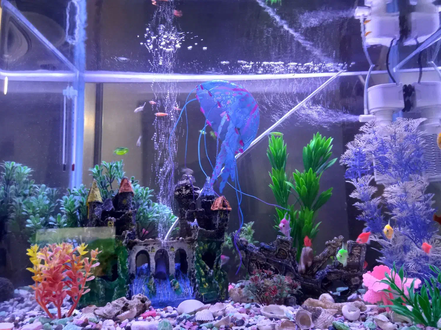 اکواریوم باماهی و تزئینات|ماهی|رشت, جماران|دیوار