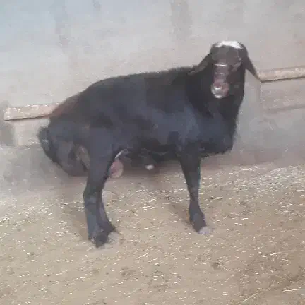 قوچ قره قزل|حیوانات مزرعه|شراء, |دیوار