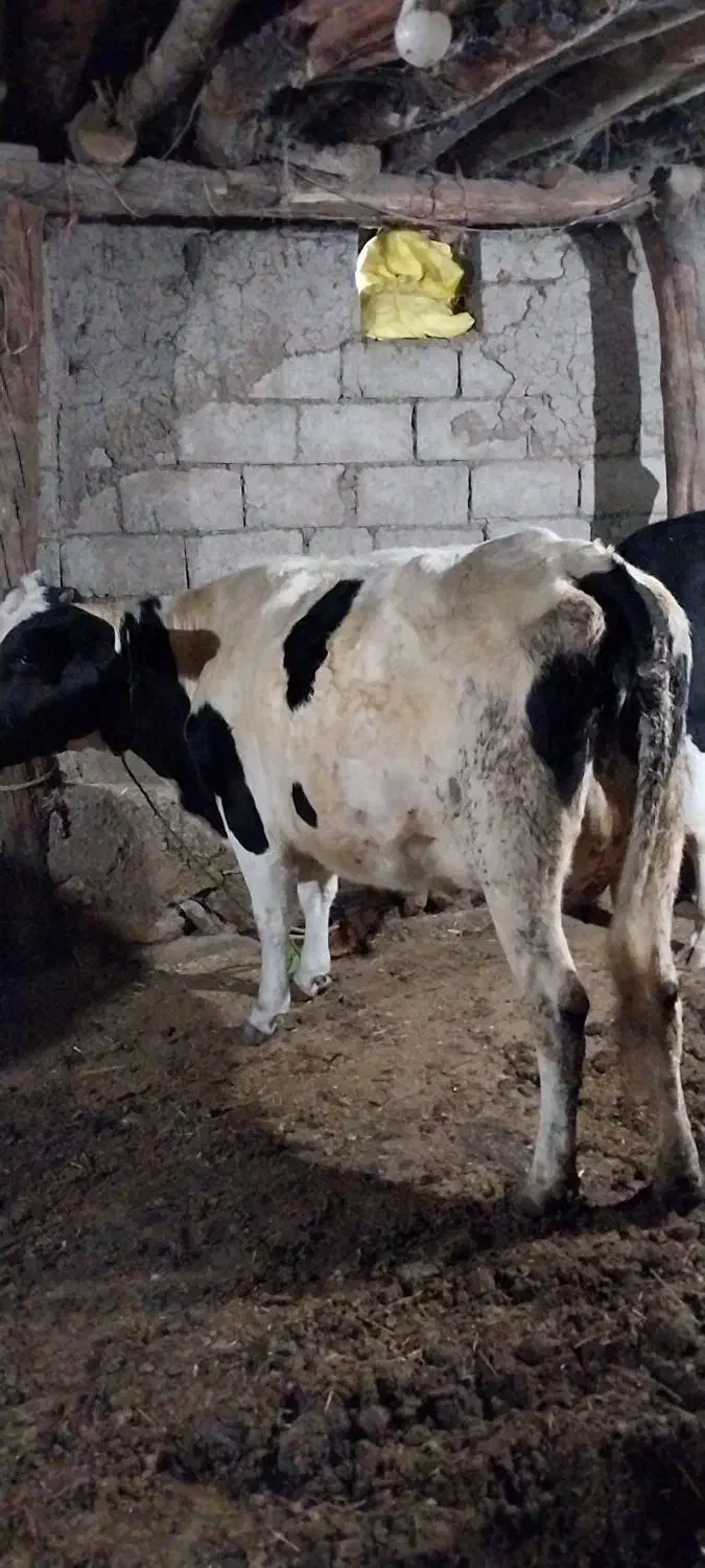 گاوشیری تازه زاشکم دوم|حیوانات مزرعه|قصابه, |دیوار