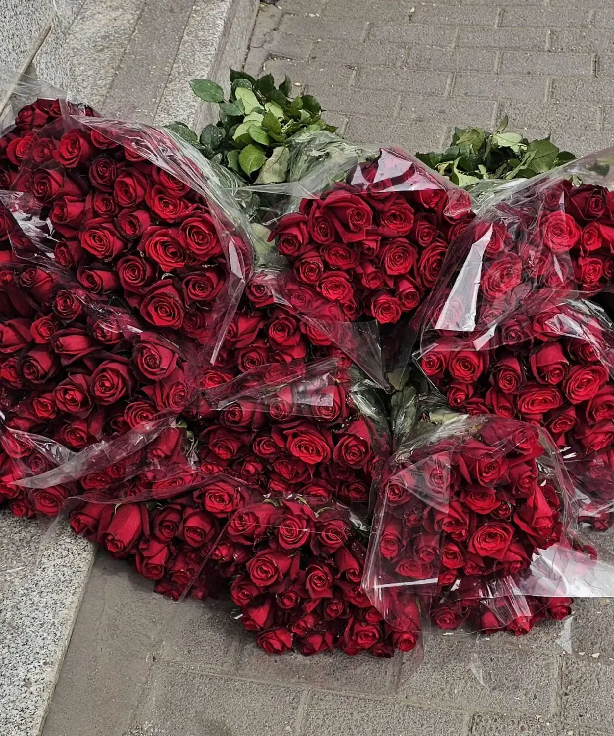 رز۸۰۰|گل و گیاه طبیعی|تبریز, |دیوار
