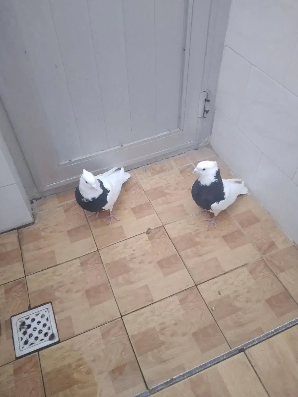 قیمت دونه ۴۰۰|پرنده|مبارکه, |دیوار