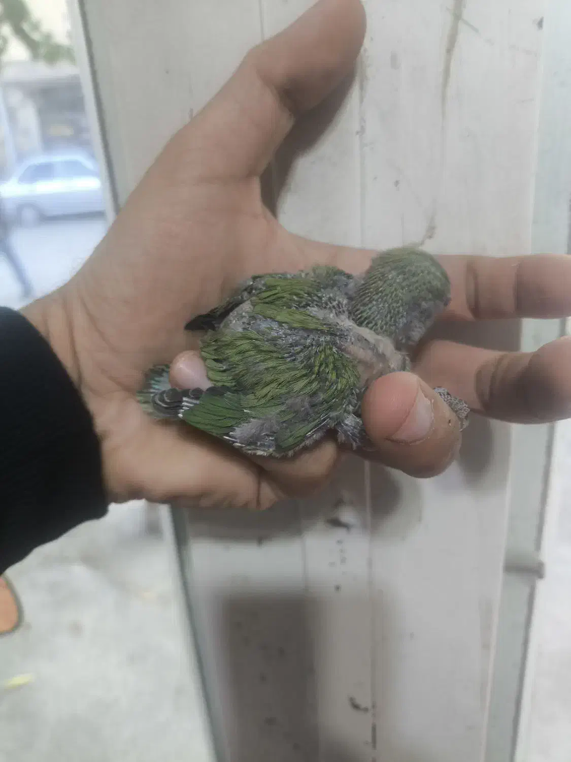 جوجه طوطی برزیلی سرلاکی|پرنده|مهاباد (آذربایجان غربی), |دیوار