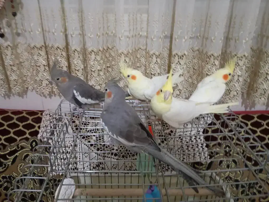 پرنده عروس هلندی|پرنده|هشتگرد, تهران دشت|دیوار