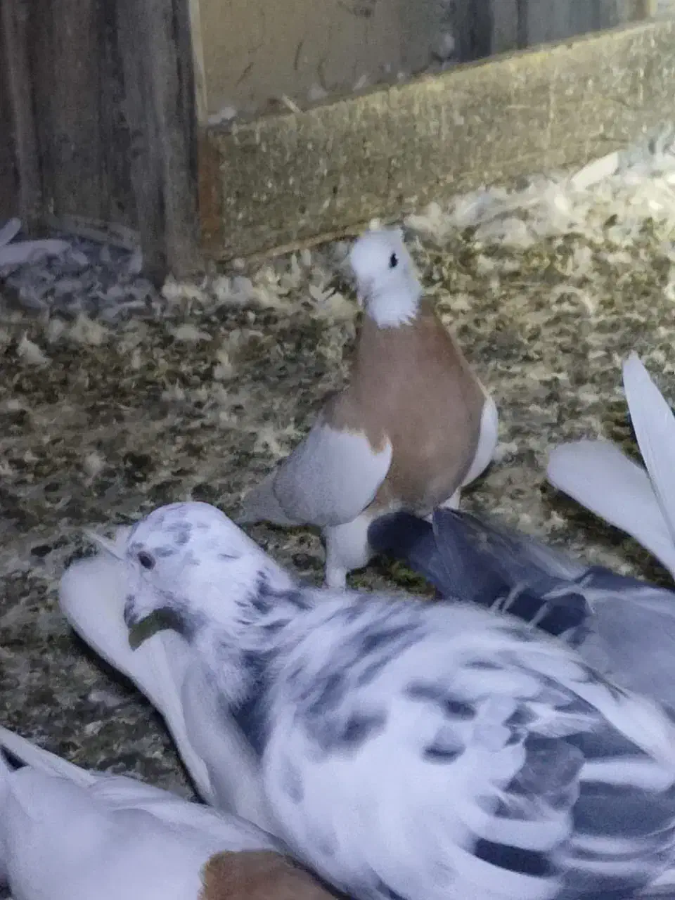 کبوتر طوقی|پرنده|اسیر, |دیوار