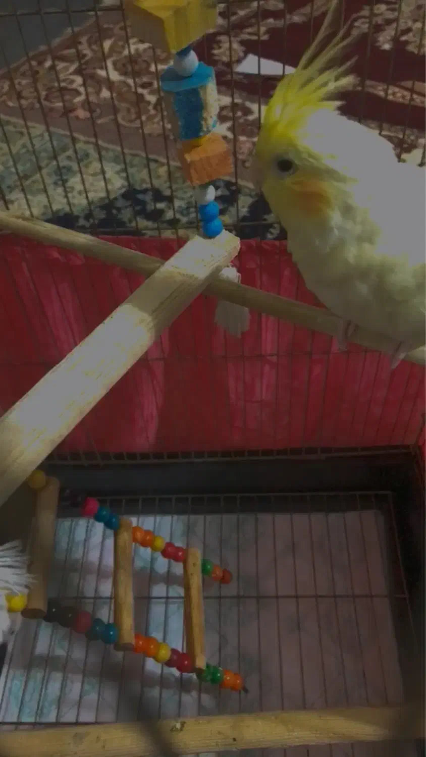 عروس هلندی|پرنده|صومعه‌سرا, |دیوار