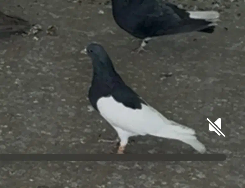 یال سیاه|پرنده|شیراز, بازار|دیوار