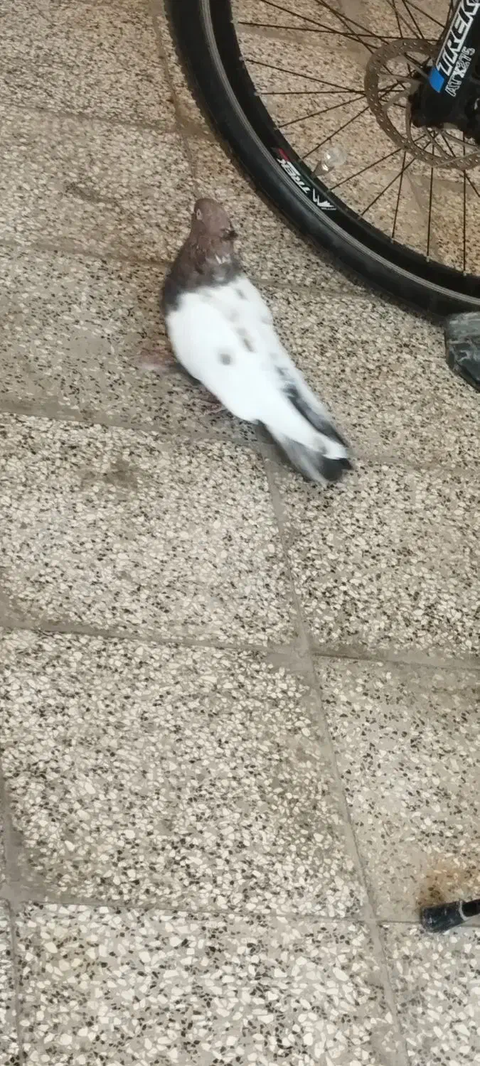 کفتر یا کبوتر سینه|پرنده|ملک‌آباد, |دیوار