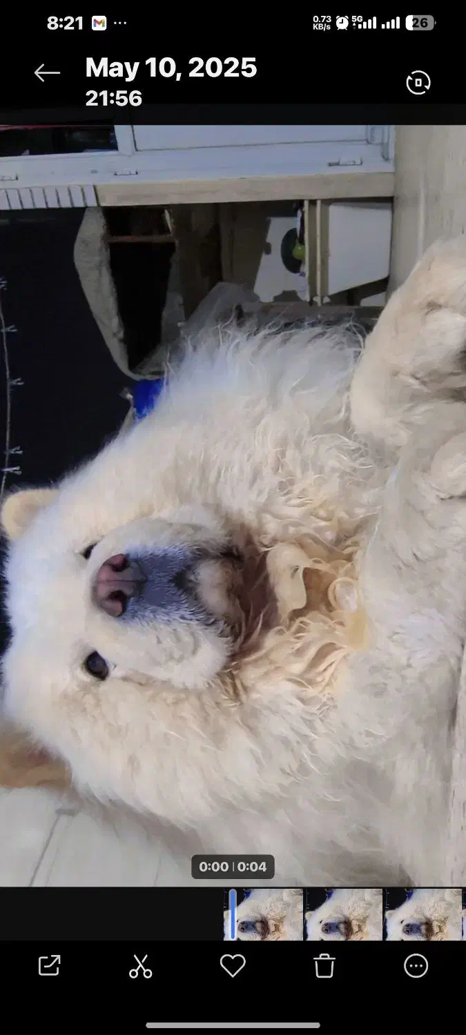 نر چاو چاو برای جفت|سگ|اصفهان, جوزدان الیادران|دیوار