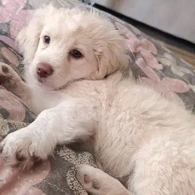 سگ دو ماهه سفید ترکیب شیتزو و پامر|سگ|قزوین, |دیوار