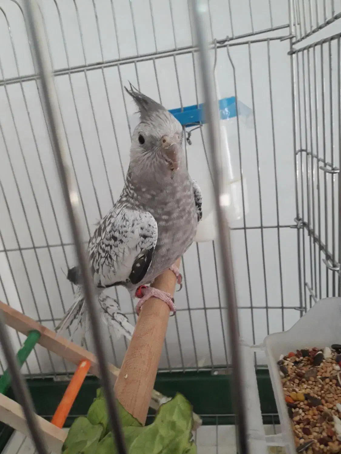 عروس هلندی ایزابلا دستی|پرنده|ایلام, |دیوار