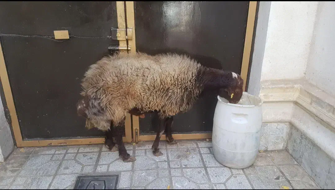 گوسفند زنده گوسفند خونی|حیوانات مزرعه|مشهد, هفده شهریور|دیوار