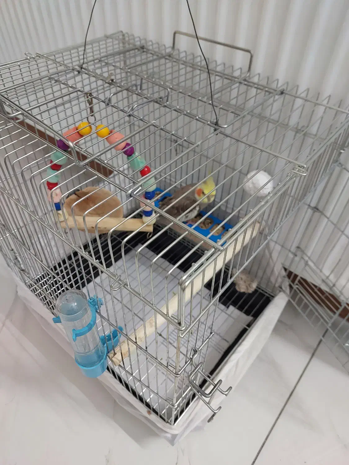 عروس هلندی|پرنده|اصفهان, باغ کاران|دیوار