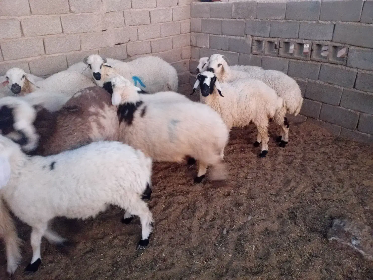 بره محلی|حیوانات مزرعه|سیرجان, |دیوار