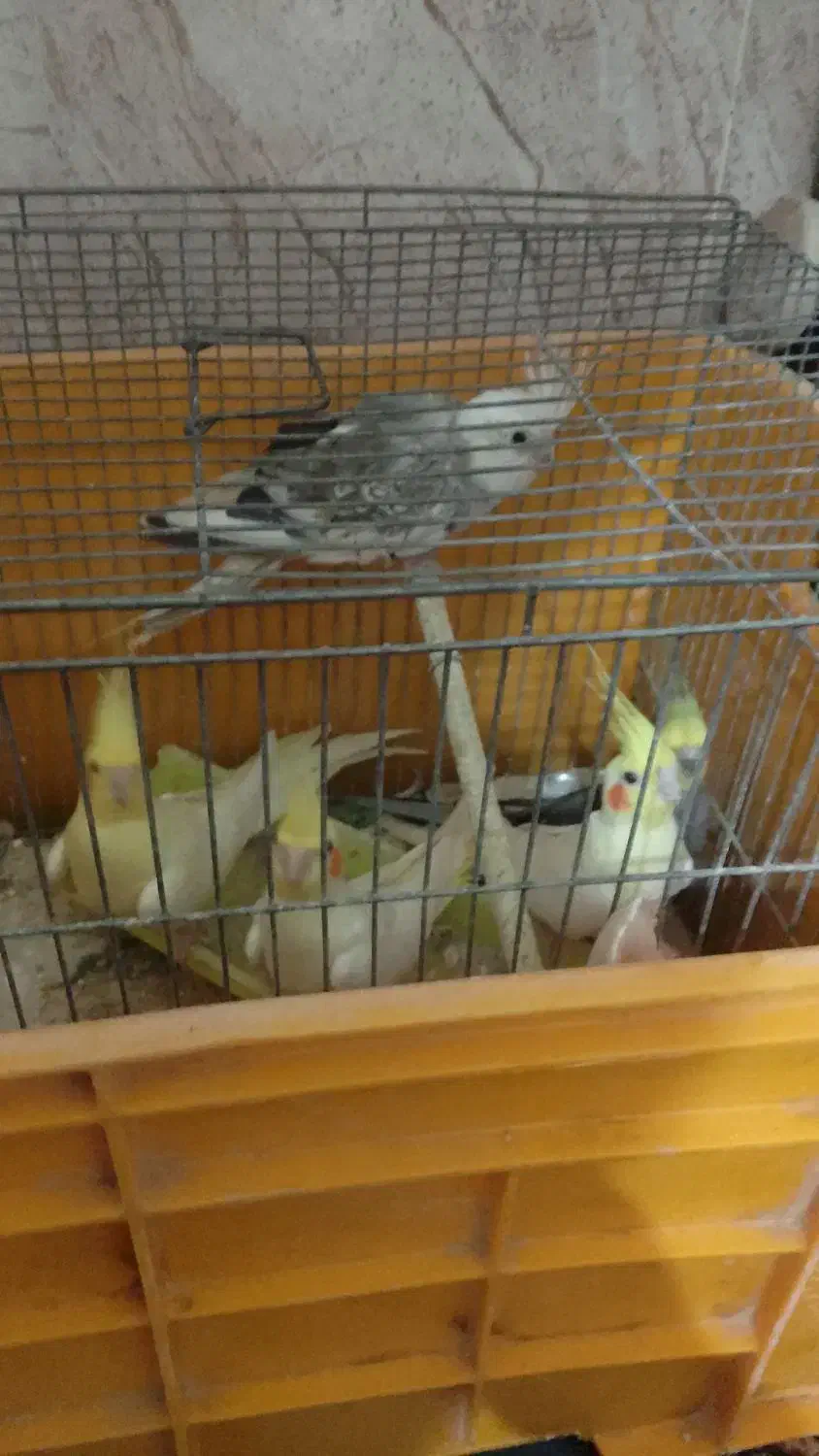 عروس هلندی|پرنده|قشم, |دیوار