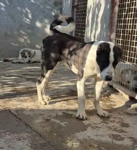 توله آلابای|سگ|رباطکریم, رباطکریم|دیوار