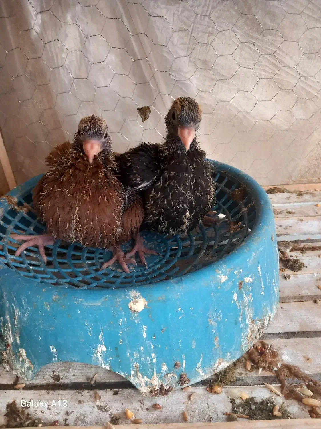 جفت سیاتی با جوجه|پرنده|سرپل ذهاب, |دیوار