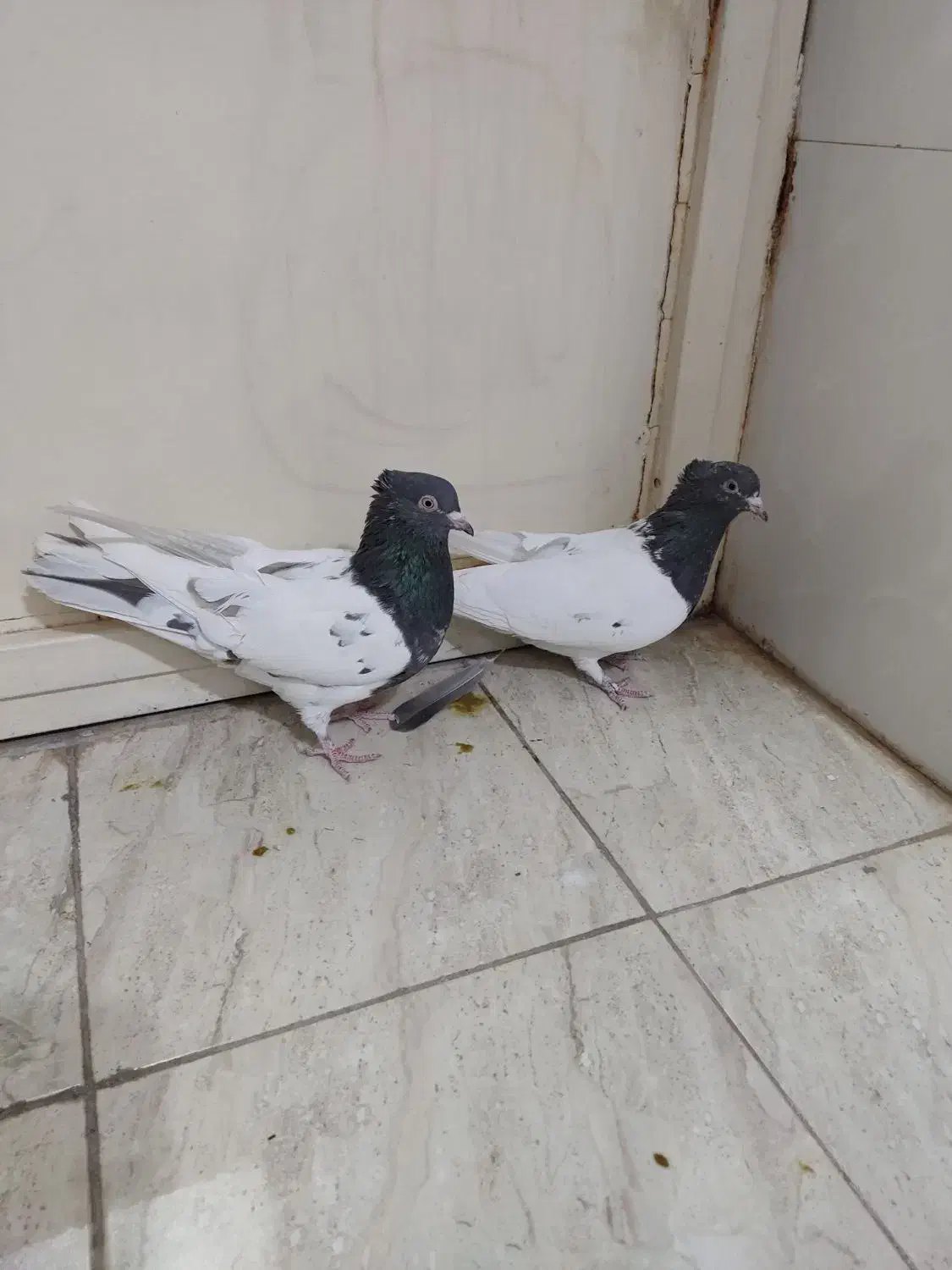 کبوتر کله ای|پرنده|لنجان, |دیوار