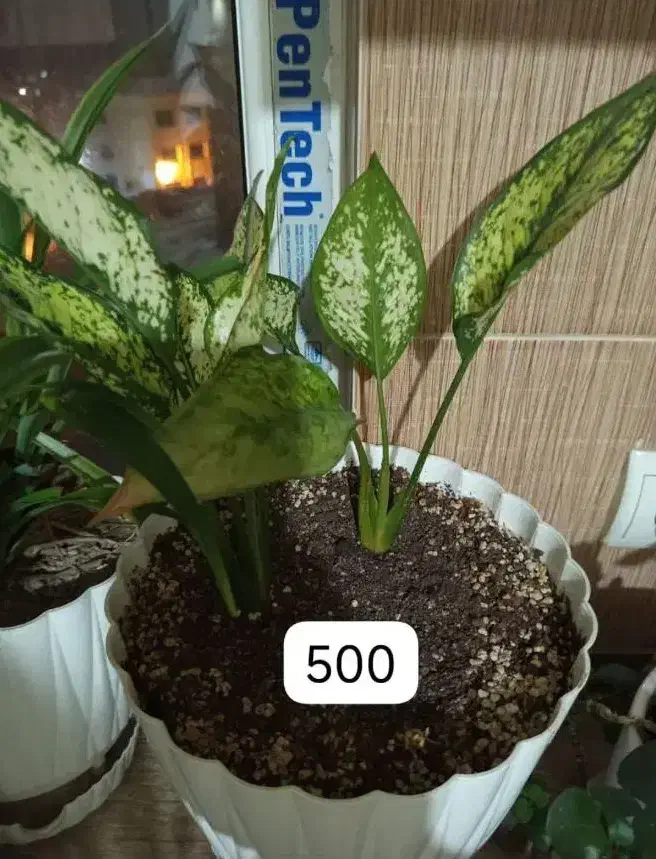 گل آپارتمان طبیعی|گل و گیاه طبیعی|پردیس, فاز ۴|دیوار