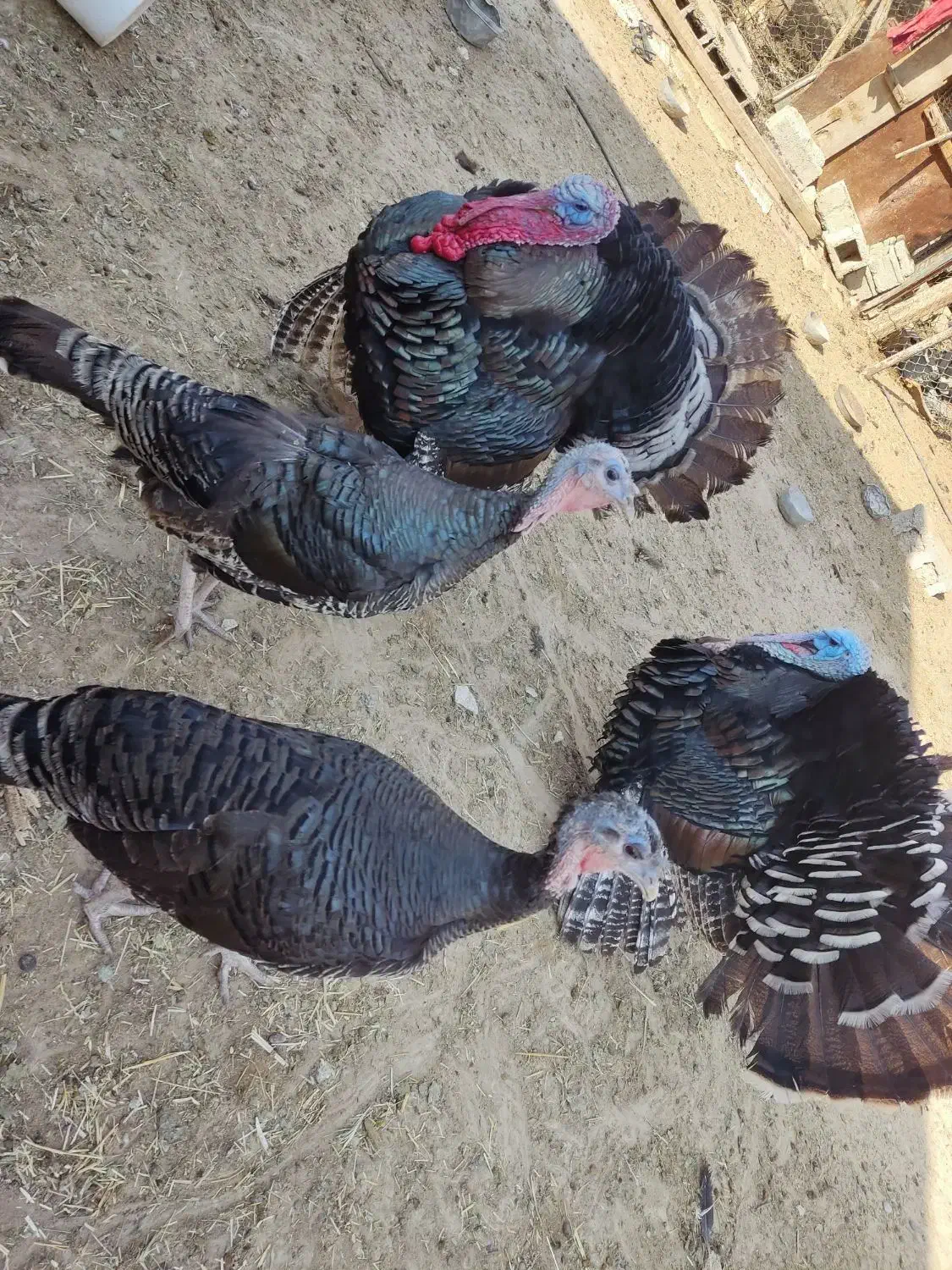 بوقلمون نر و ماده|حیوانات مزرعه|شبانکاره, |دیوار