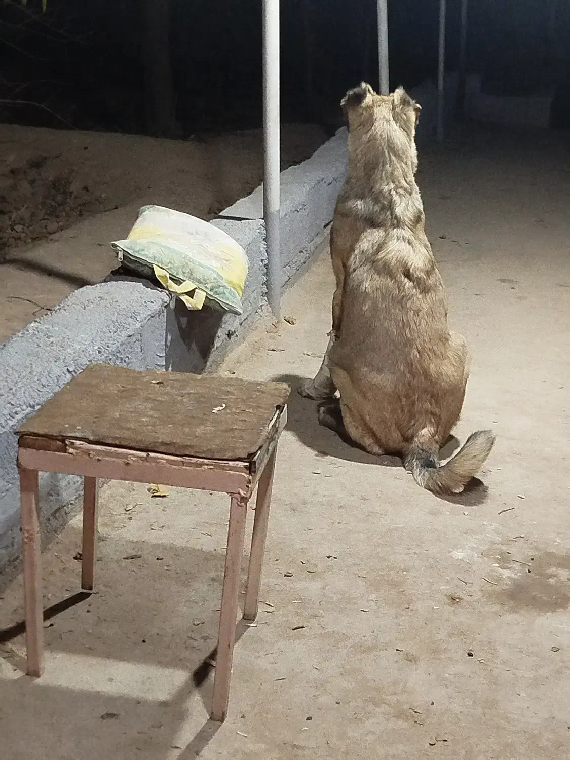 توله سگ سرابی|سگ|مراغه, |دیوار