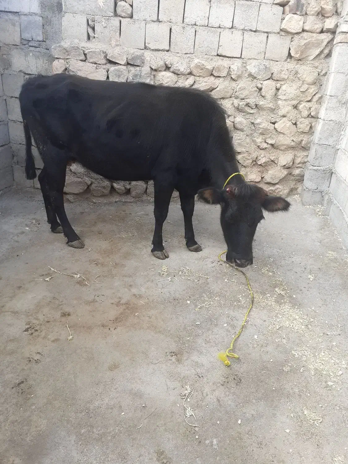 گاو حامله|حیوانات مزرعه|قره ضیاالدین, |دیوار