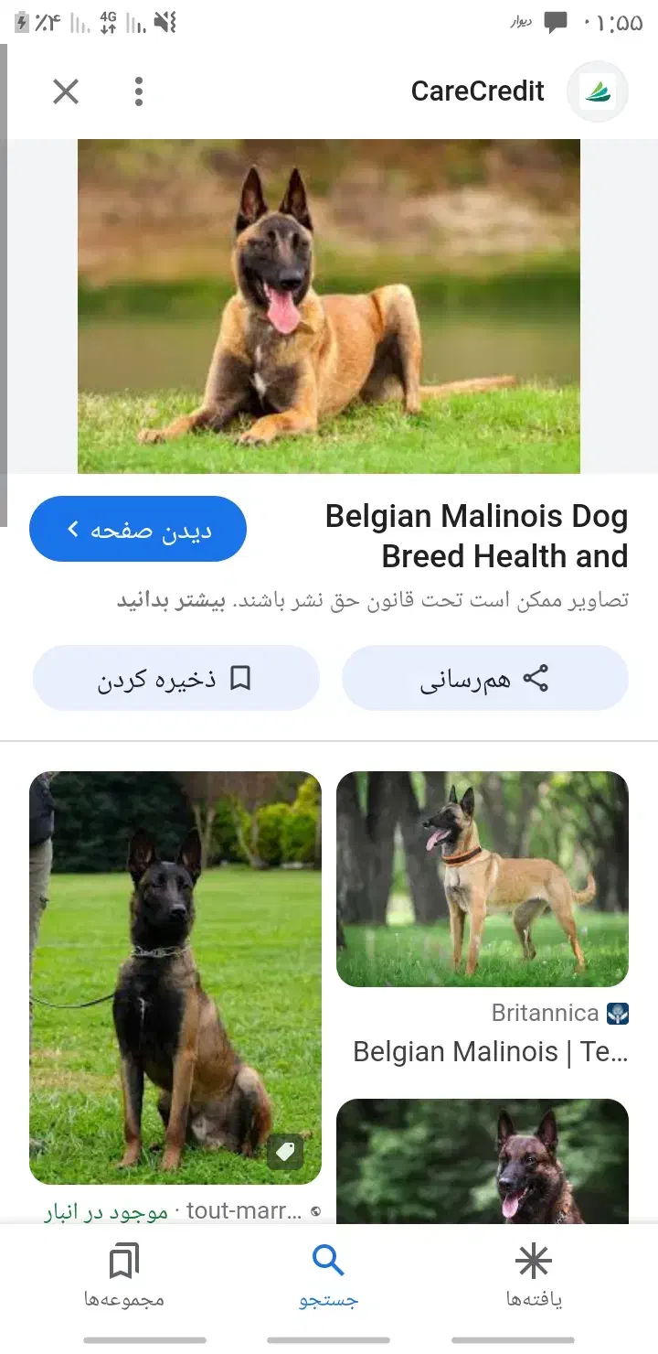 سگ مالیونز|سگ|میبد, |دیوار