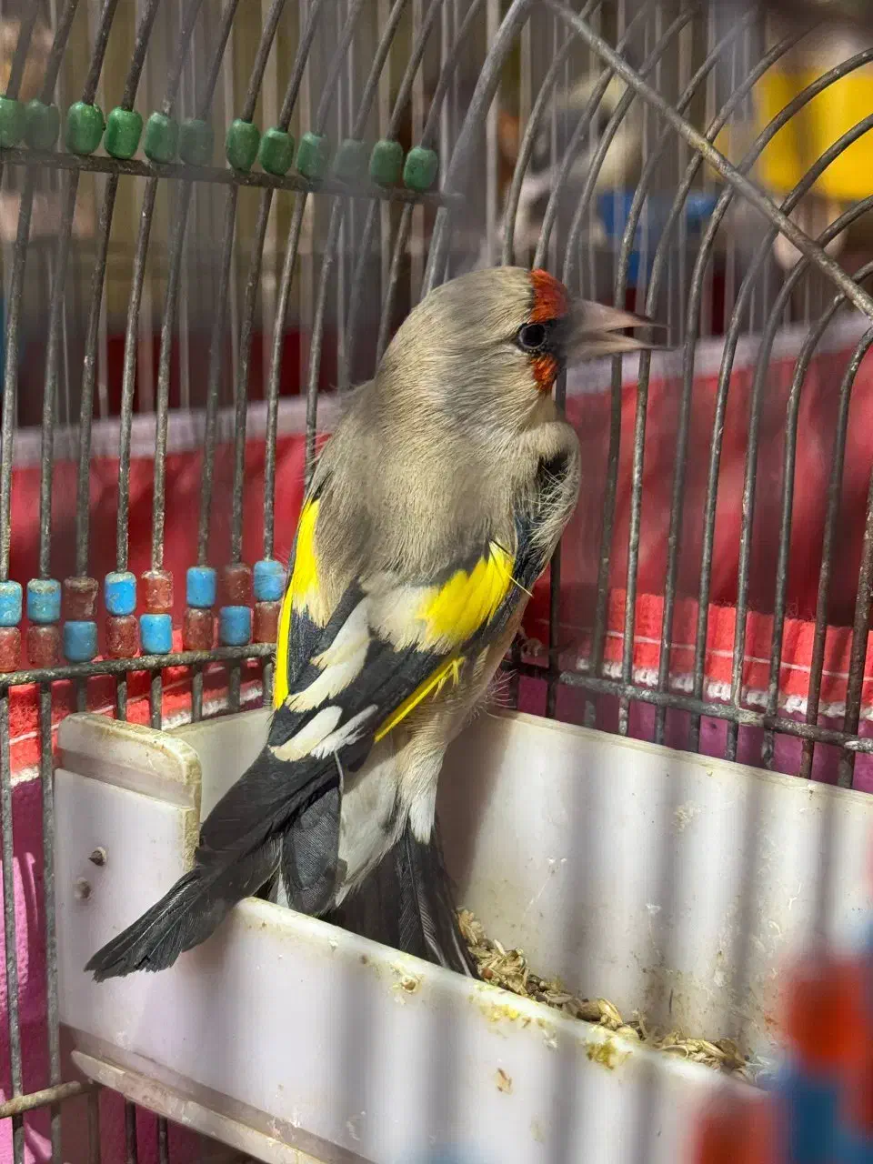 سهره کرمونی دهنزن دورگ پشت گلی پشت گل کامل خط سیاه|پرنده|خور (فارس), |دیوار