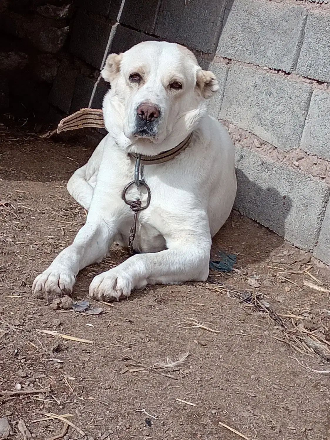 ماده گله ای|سگ|فیروزه, |دیوار