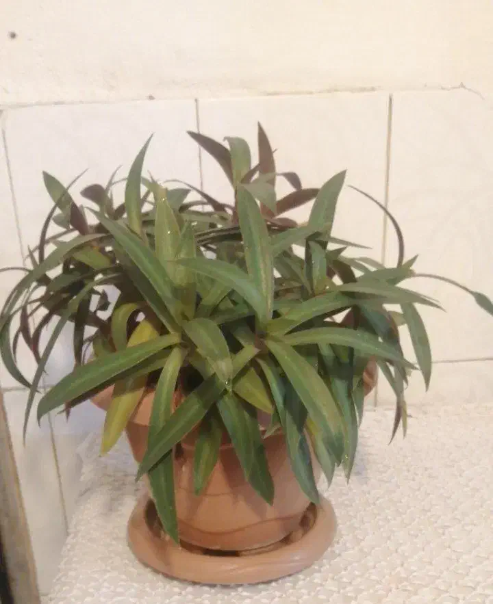 استکان اصل، گل طبیعی|حراج|بوکان, |دیوار