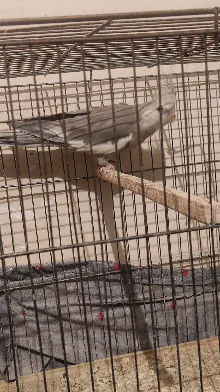 عروس هلندی|پرنده|تهران, مشیریه|دیوار