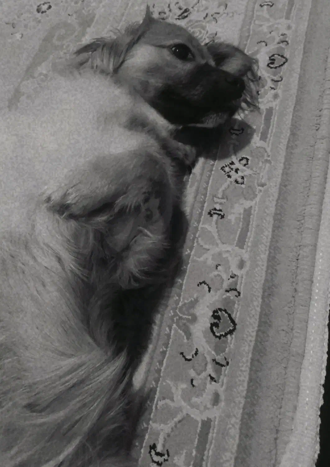 سگ خانگی گم شده|حیوانات|خوی, |دیوار